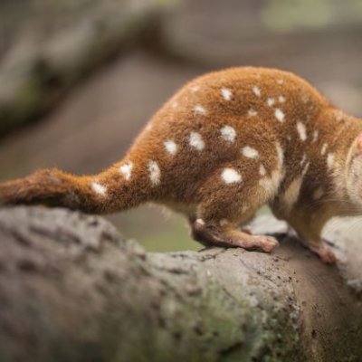 Tiger quoll on a tree branch